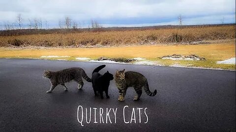 Quirky Cats
