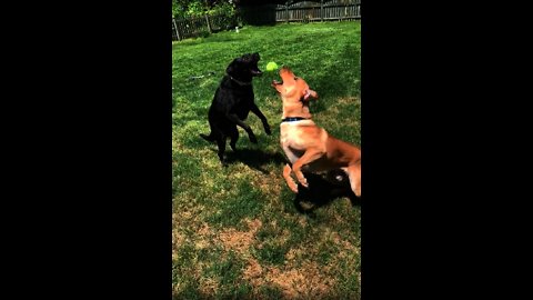 The most epic fetch fail caught on camera!