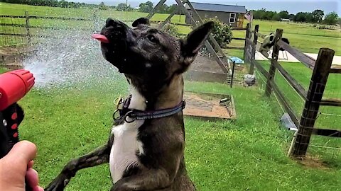 Dogs React With Complete Joy When Garden Hose Appears