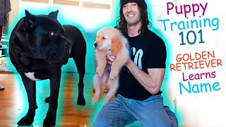 PUPPY TRAINING 101 Golden Retriever Puppy Learns Name