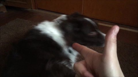 Obedient Border Collie Becomes Melodramatic Over A Bang Trick