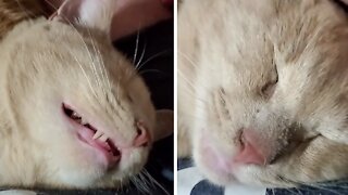 Cat is such a heavy sleeper that owner thinks he's dead