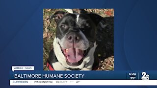 Melanie the dog is up for adoption at the Baltimore Humane Society