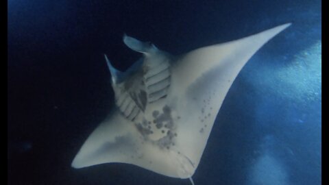 Manta Ray night diving in Hawaii is a once in a lifetime experience