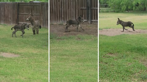 Baby Donkey Gets An Adorable Case Of The Zoomies