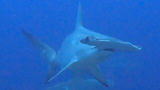 Feeding hammerheads come close to inspect scuba divers in Galapagos Islands