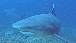 Hungry bull sharks gather quickly when bait bucket appears
