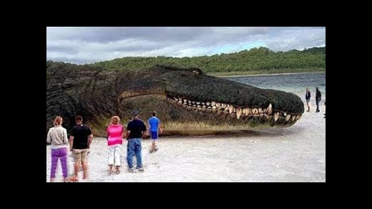 5 гигантских. Самое большое животное. Самое гигантское существо на земле. Самое огромное существо в мире. Самое большое животное в мире на суше.