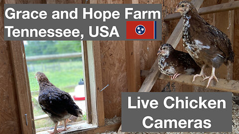 Live Chicken Cameras from Grace and Hope Farm in Tennessee | Enjoy the Music and Relax