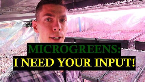 Microgreens: I Need Your Input!