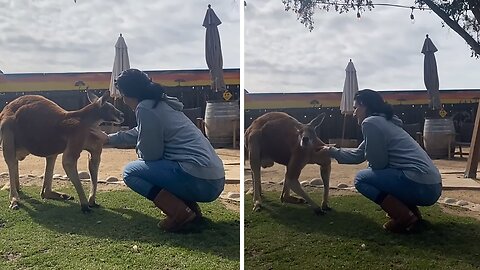 Memorable Bonding Experience With Friendly Kangaroo
