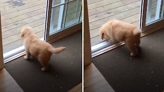 Puppy's first time conquering doorstep is simply adorable