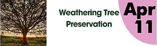 Weathering Tree Preservation