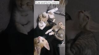 Cute Kittens - Social Media Kittens Celebrities