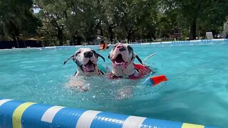 Pack of Great Danes have a pool party together