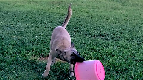 Rescue Dog With Mysterious Past Has Plastic Bucket As Favorite Toy