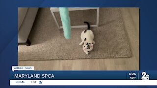 Daily Shout Out: Maryland SPCA