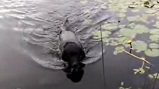Hero dog amazingly saves baby bird in lake