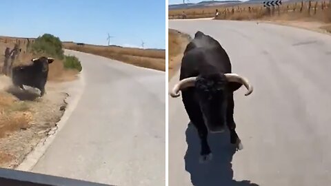 Raging Bull Headbutts Truck Full Of People