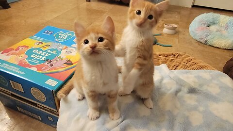 Rescued kittens are seeing a toy for the first time in their lives