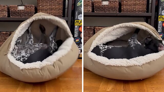 Silly pup loves to play with his cozy bed