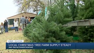 Local Christmas Tree Farm Supply Steady