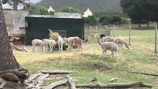 SOUTH AFRICA - Cape Town - Farming with alpacas. (Video) (eJq)