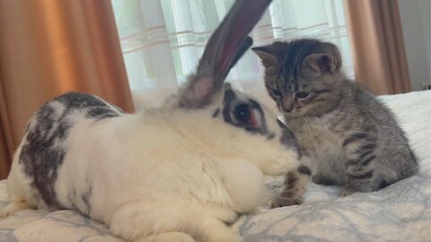 Baby Kitten wants to be friends with the Rabbit