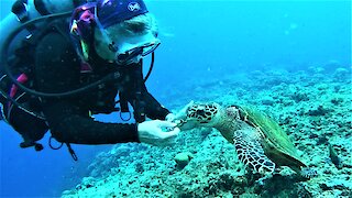 Scuba diver melts after friendly wild sea turtle captures her heart