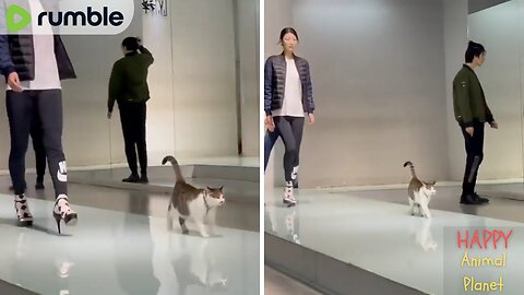 Funny and Cute Cat | The real catwalk😻