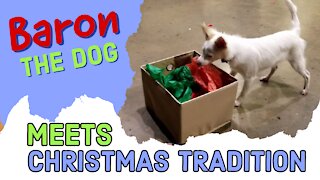 Baron the Dog Meets Christmas Tradition