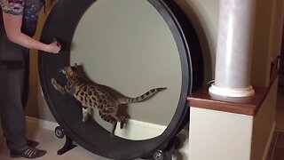 Cats In Slow Motion