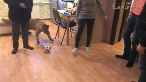 Domesticated Cougar Plays Football In The Living Room With His Owners