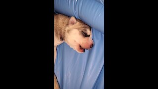 Newborn husky's first ever howling session will melt your heart