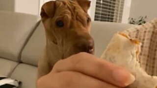 Adorable dog begs for quesadilla