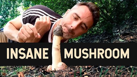This Mushroom Smells Amazingly Like it Looks: The Stinkhorn Mushrooms
