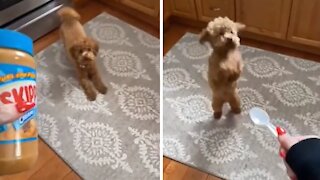 Adorable puppy goes absolutely crazy for peanut butter