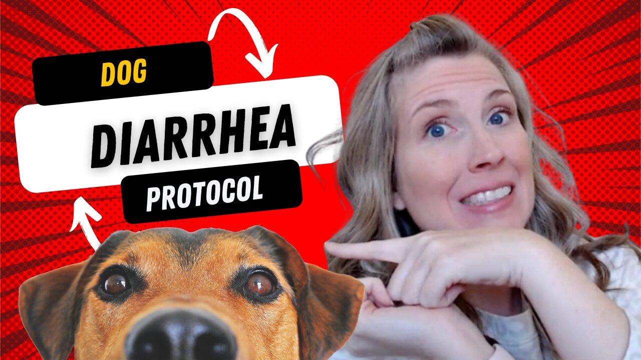 dog-diarrhea-protocol-what-to-do-if-your-dog-has-diarrhea