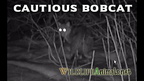 Cautious Bobcat Video - #TrailCamProject - WildlifeAnimals.net