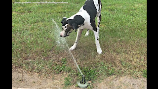 Water-loving Great Dane loves to drink from lawn sprinklers