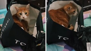 Clumsy cat repeatedly falls off bed while exploring empty bag