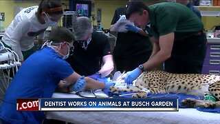 Dentist works on animals at Busch Gardens
