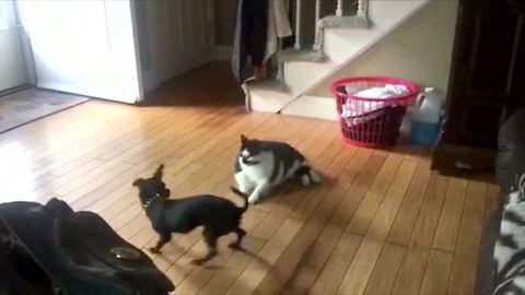 Large lazy cat can't handle hyperactive puppy