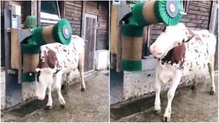 Cow loves getting brushed
