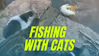 Best Fishing Video 🐟 Amazing Fishing - Fishing With Cats #shorts