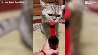 Cat with taste for ale opens beer bottle with teeth!
