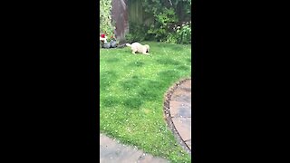 Light hailstorm causes utter confusion for doggy