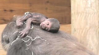 Gorilla mom preciously rocks her newborn baby