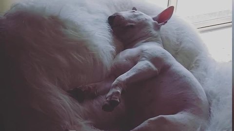Lola the Bull Terrier needs her beauty sleep