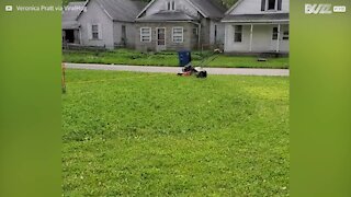En voilà une façon unique de tondre sa pelouse